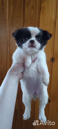 Девочка чихуахуа дш