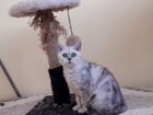 Британская короткошерстная кошка объявление продам