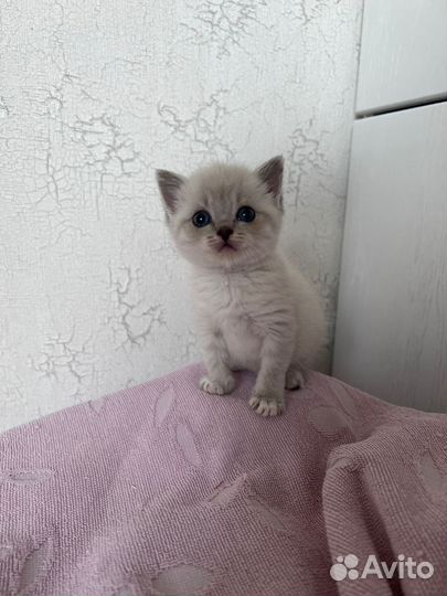 Отдам кошечку