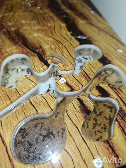 Муравьиная ферма с муравьями