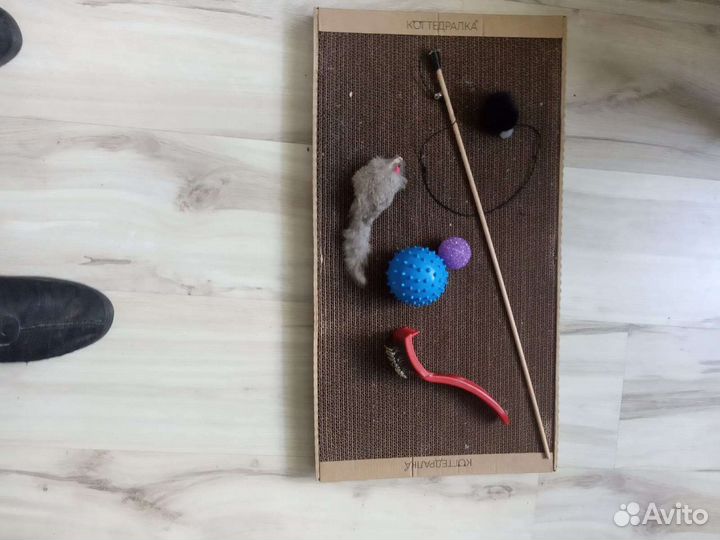 Котенок в дар бесплатно