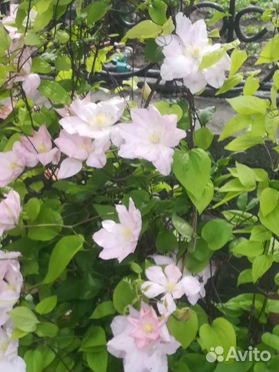 Саженцы клематиса