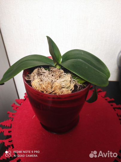 Орхидея в горшке жёлтая