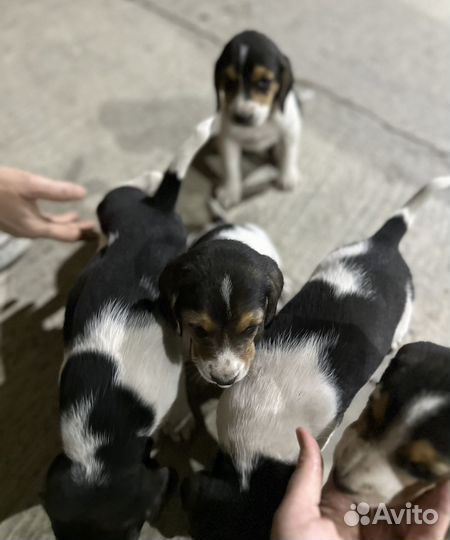 Эстонская гончая щенки