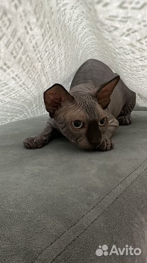 Канадский сфинкс вязка