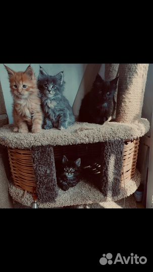 Котята мейн-кун вязка полидакты