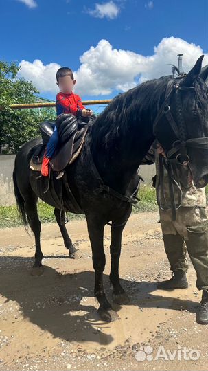 Лошадь кабардинской породы