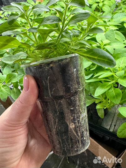 Вегетативная петунья