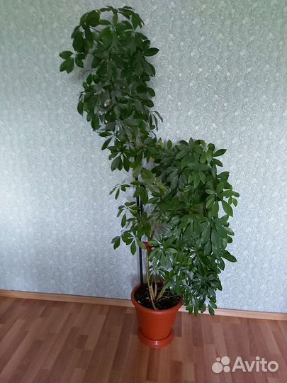 Комнатные цветы шефлера