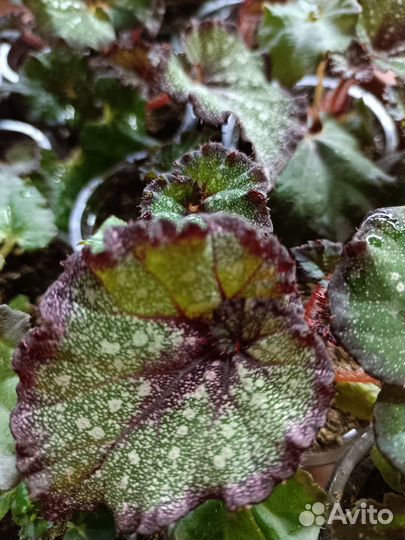 Бегония декоративно лиственная 3