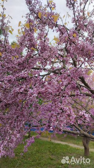 Церсис семена