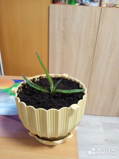 Толстянка, кактус, алоэ, каланхоэ