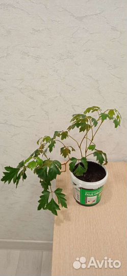 Циссус ромболистый