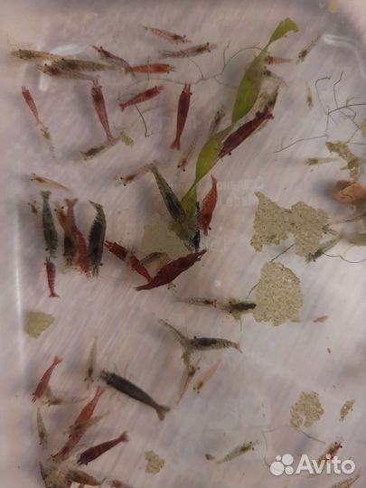 Аквариумные креветки