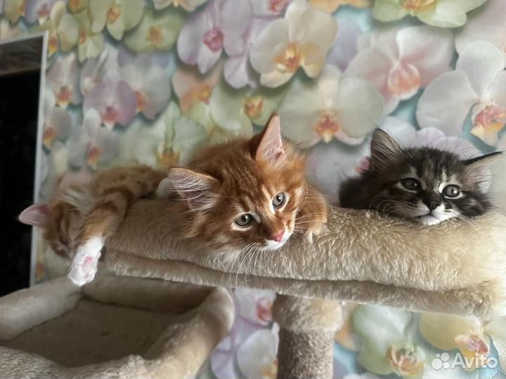 Курильский бобтейл