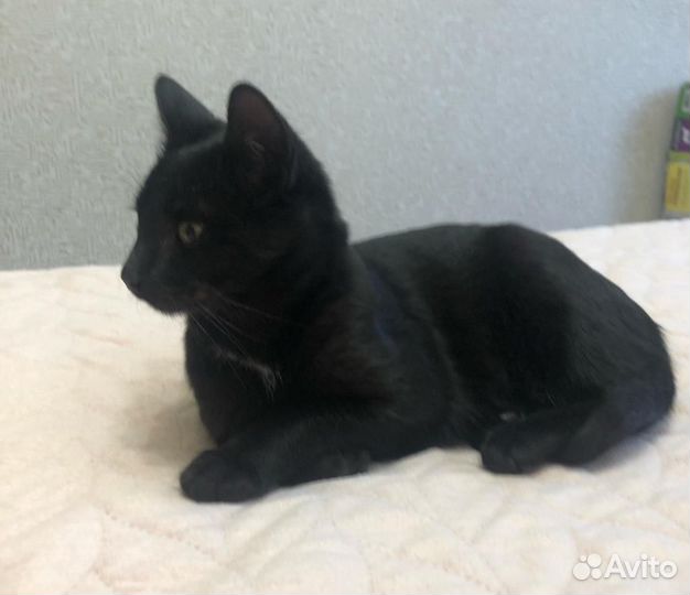Котенок