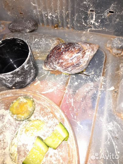 Улитки ахатины