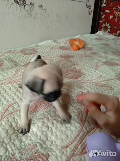 Щенки мопса