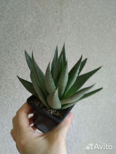 Цветы разное