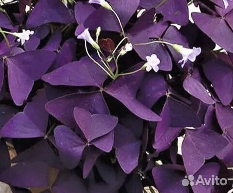 Кислица Оксалис куст