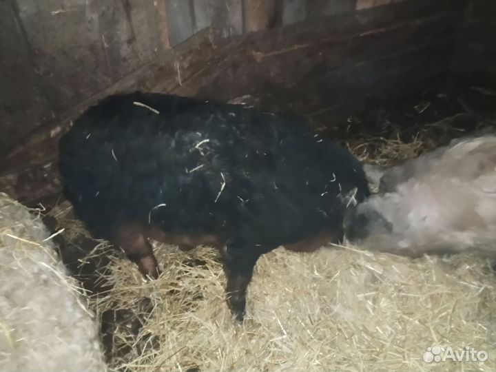 Хряк на племя