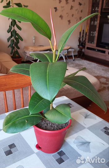 Фикус каучуконосный