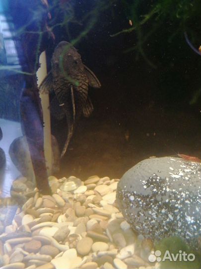 Сом анциструс