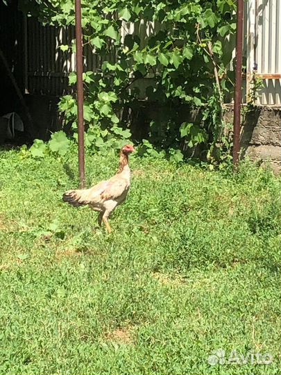 Бойцовые петухи