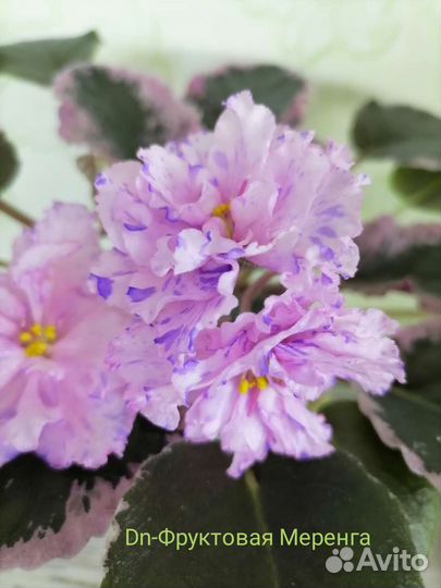 Фиалки сортовые