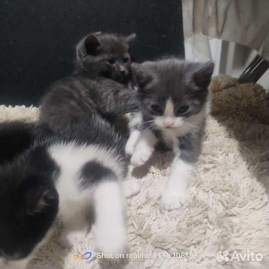 Кошки в добрые руки