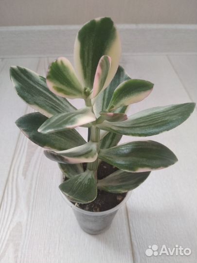 Крассула Солана