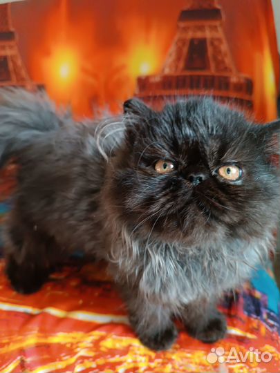 Персидская девочка