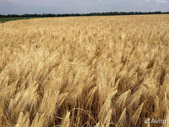 Продам ячмень