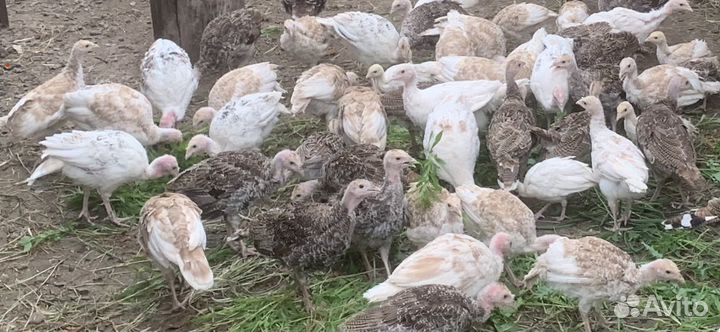 Индюшата подрощенные степной породы