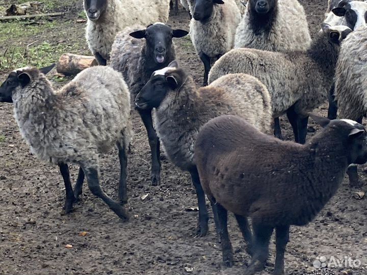Стадо овец романовской породы