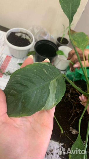 Спатифиллум джемини