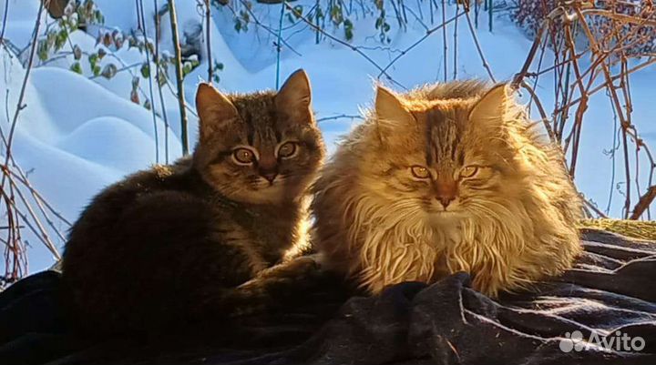 Сибирские кошечки