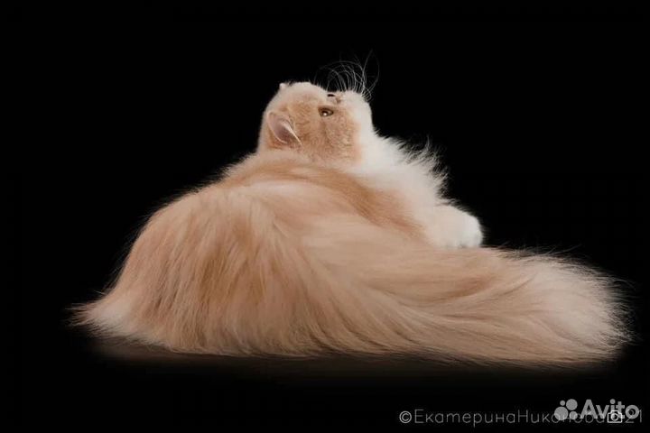 Персидская кошка