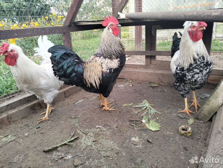 Продам петуха