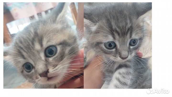 Котята в добрые руки мальчики