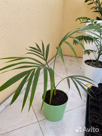 Пальма Арека