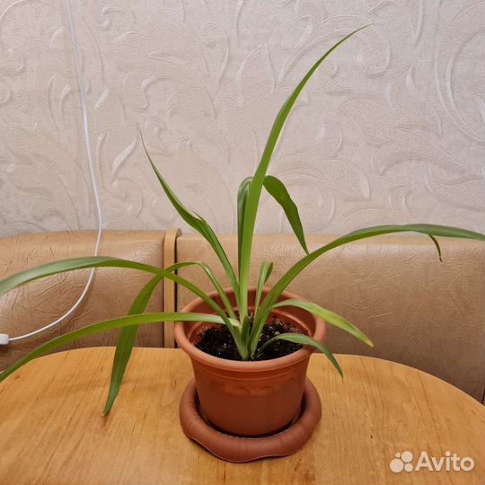Хлорофитум
