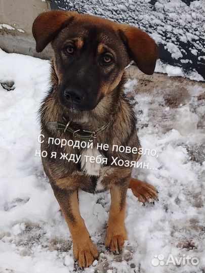 Собака в добрые руки