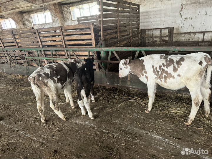 Телята бычки