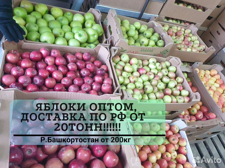 Яблоки оптом разных сортов от 20 тонн