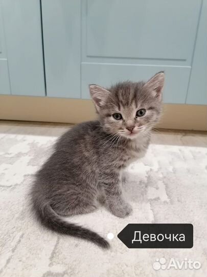 Котята бесплатно