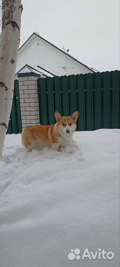 Вязка Вельш Корги Пемброк