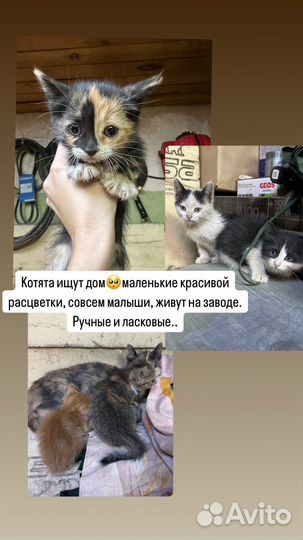 Котята в добрые руки