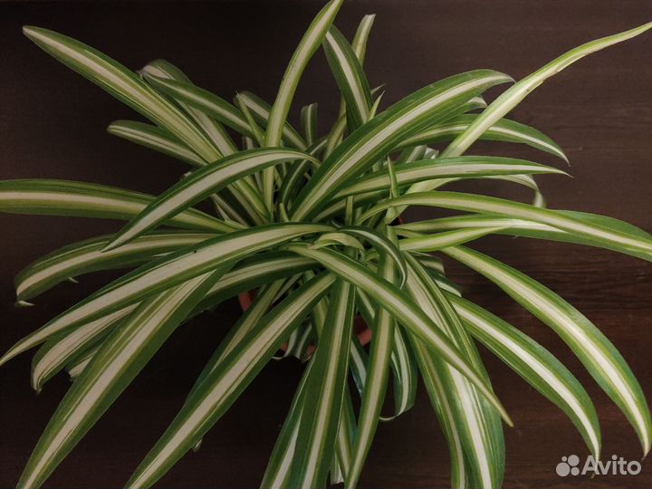 Хлорофитум