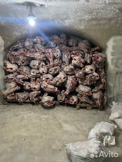 Продам свежую мясо оленины